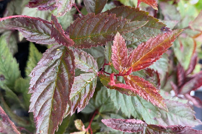 Gillenia trifoliata 'Pink Profusion' ® (Dreiblattspiere)