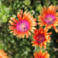 Delosperma 'Fire Spinner' (Garten-Mittagsblume)