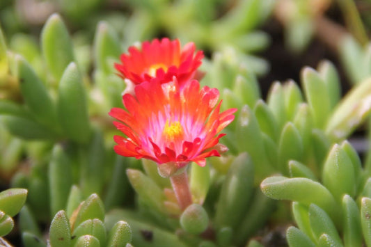 Delosperma 'Fire Spinner' ® Garten-Mittagsblume