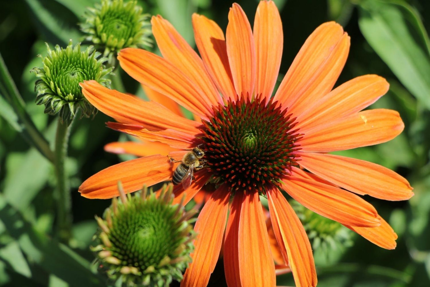 Echinacea 'Julia' ® (Scheinsonnenhut)