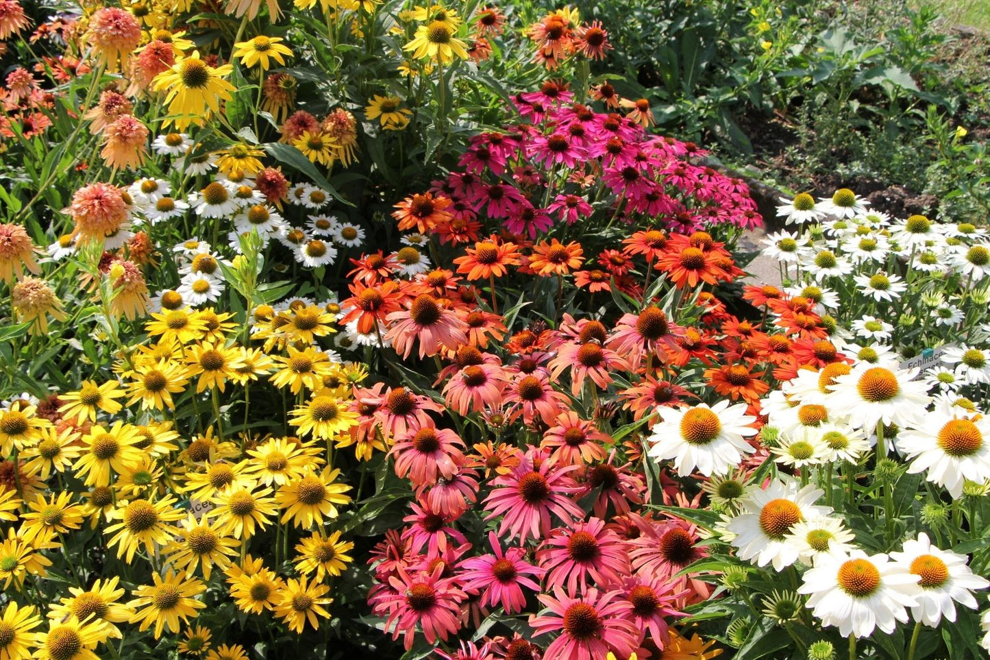 Echinacea 'Julia' ® (Scheinsonnenhut)