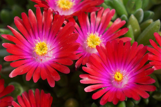 Delosperma 'Jewel of Desert Garnet' ® Mittagsblume