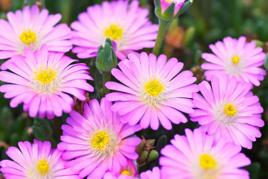 Delosperma 'Jewel of Desert Rosequartz' ® Garten-Mittagsblume