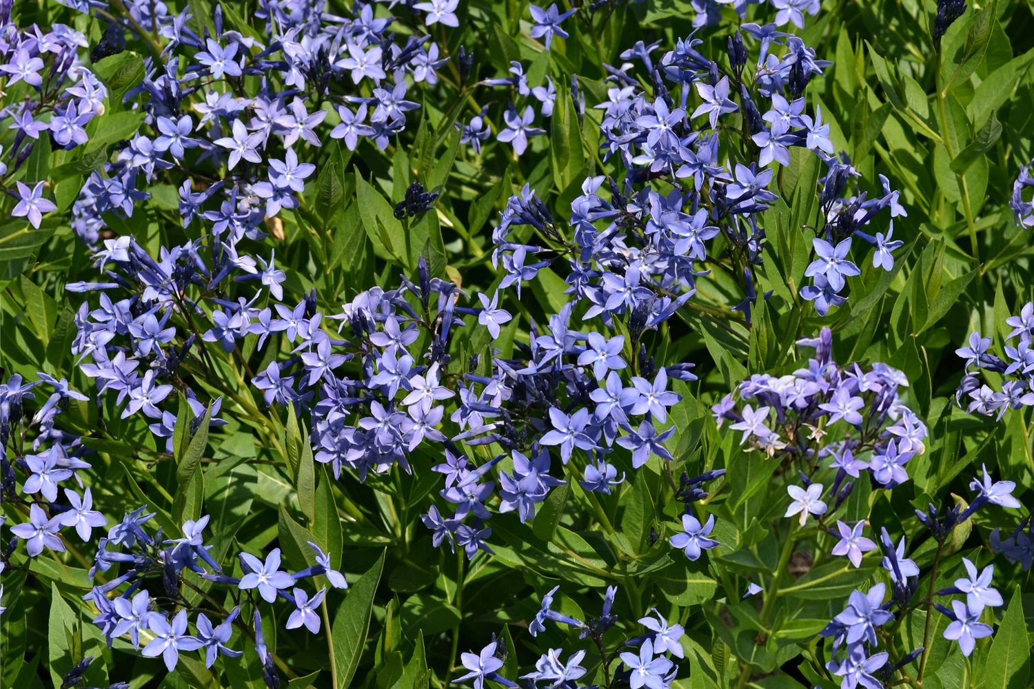 Amsonia 'Blue Ice' Röhrenstern