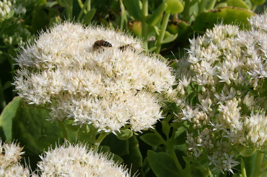 Sedum spectabile 'Stardust' Prächtige Fetthenne