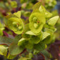 Euphorbia amygdaloides 'Purpurea' Purpur-Mandel-Wolfsmilch