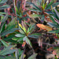 Euphorbia amygdaloides 'Purpurea' (Purpur-Mandel-Wolfsmilch)
