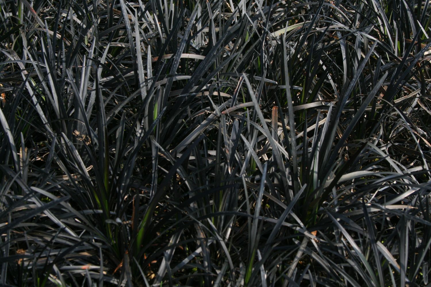 Ophiopogon planiscapus 'Nigrescens' Schwarzer Schlangenbart