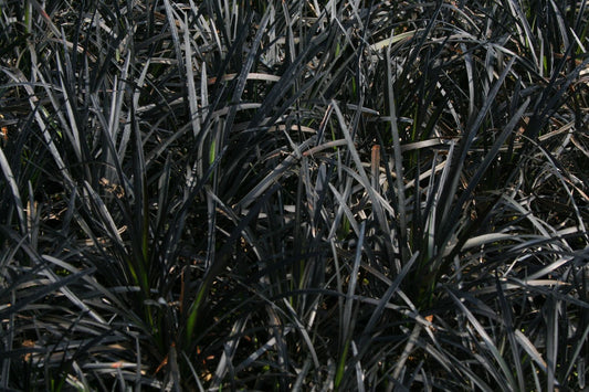 Ophiopogon planiscapus 'Nigrescens' Schwarzer Schlangenbart