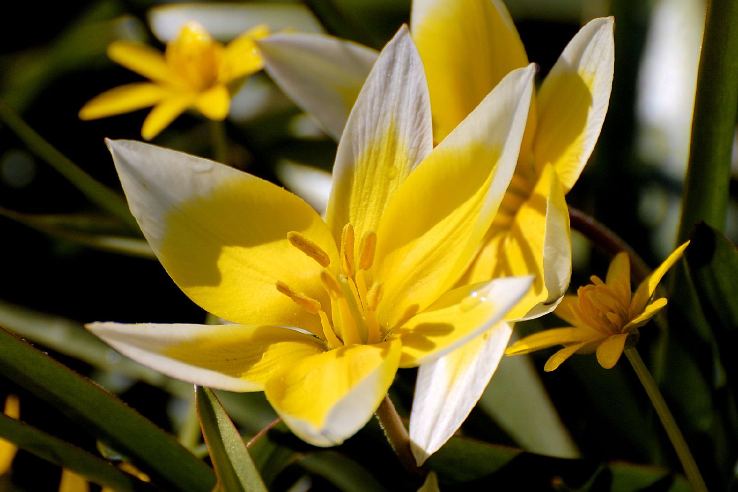 Tulipa tarda Sterntulpe
