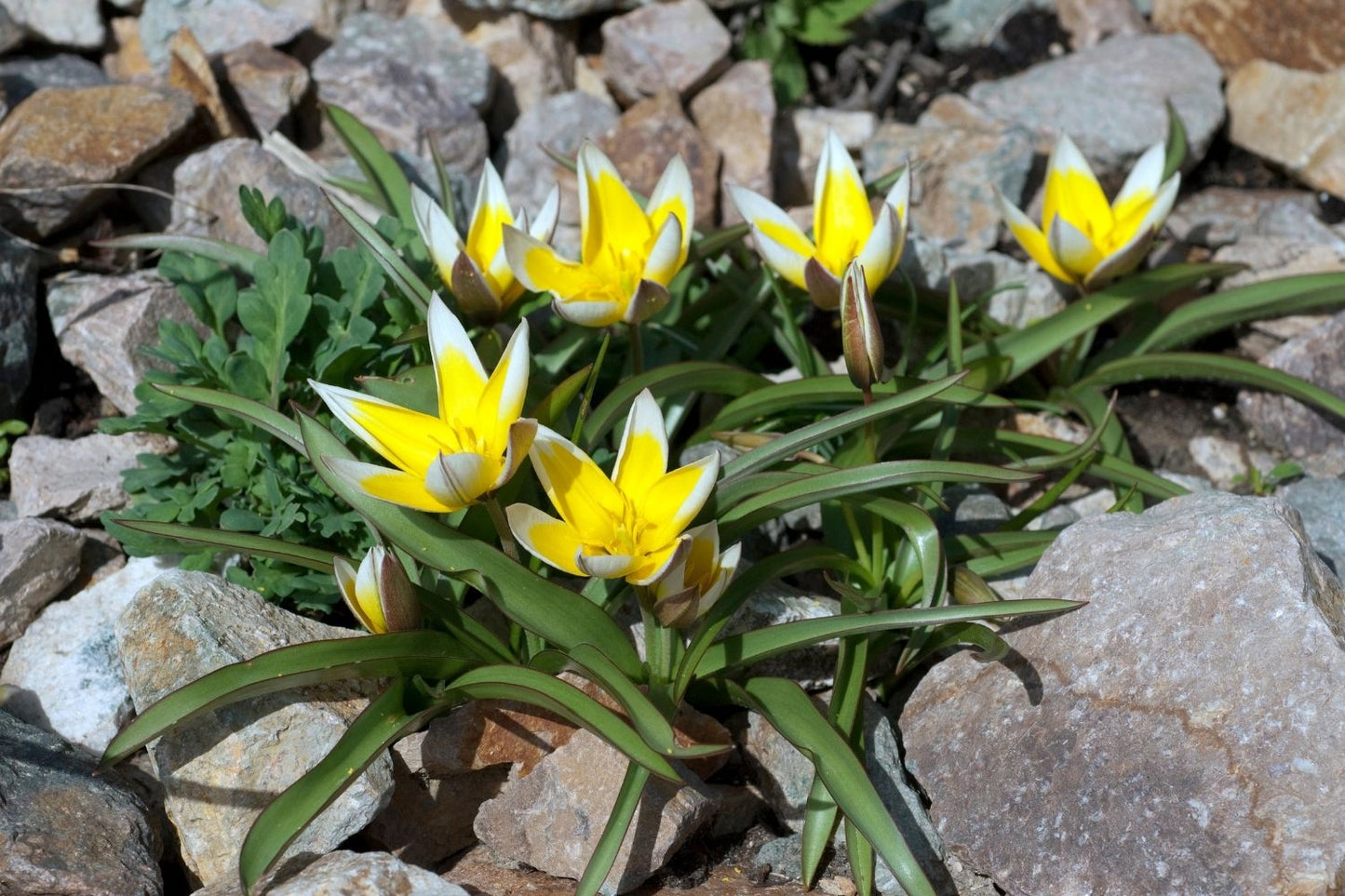 Tulipa tarda (Sterntulpe)