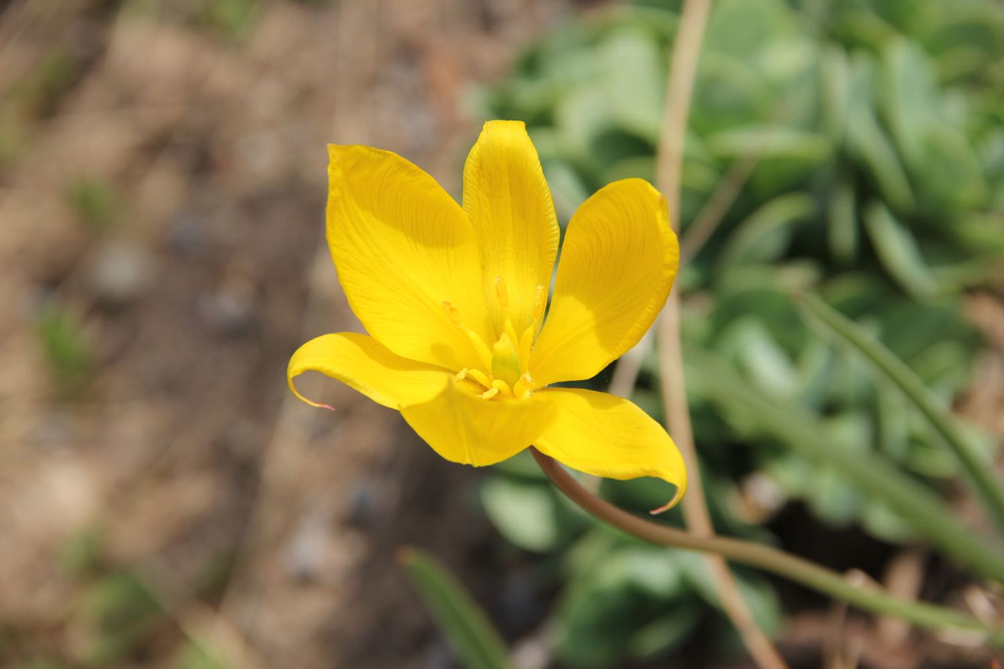 Tulipa sylvestris Weinberg-Tulpe