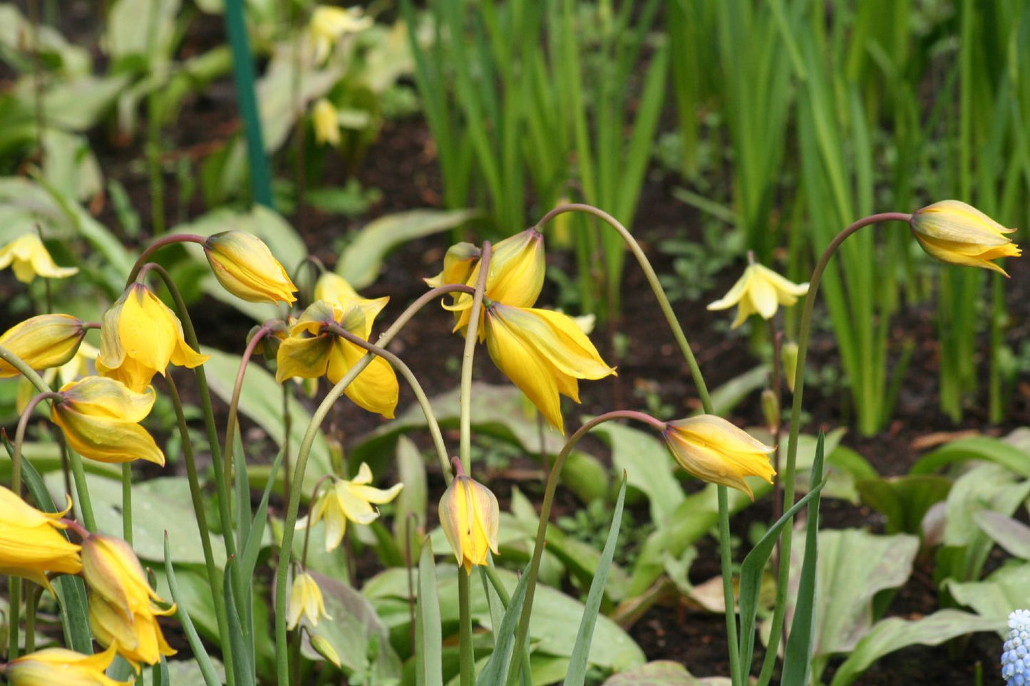 Tulipa sylvestris (Weinberg-Tulpe)