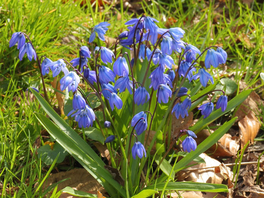 Scilla siberica Sibirischer Blaustern