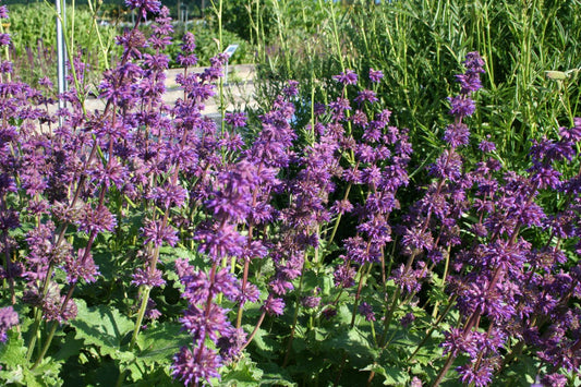 Salvia verticillata 'Purple Rain' Quirlblütiger Garten-Salbei
