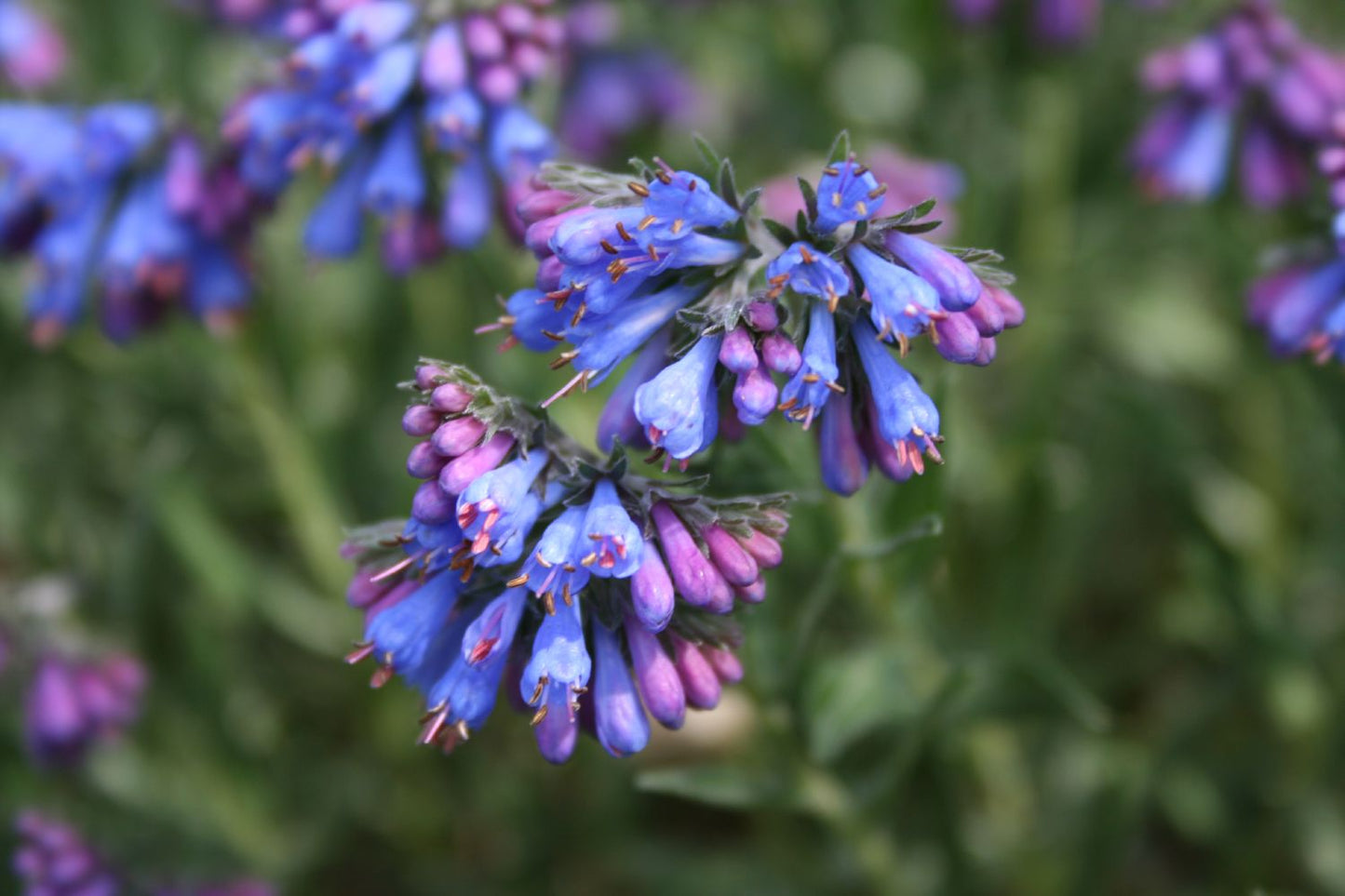 Moltkia petraea Felsen-Moltkie