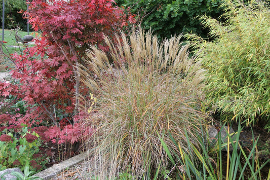 Miscanthus sinensis 'Yakushima Dwarf' Halbhohes Chinaschilf