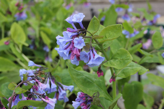 Mertensia virginica Virginisches Blauglöckchen