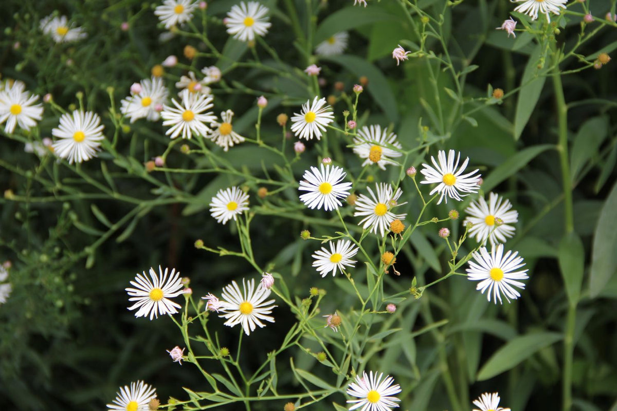 Boltonia asteroides 'Snowbank' (Sternwolkenaster) - P 1
