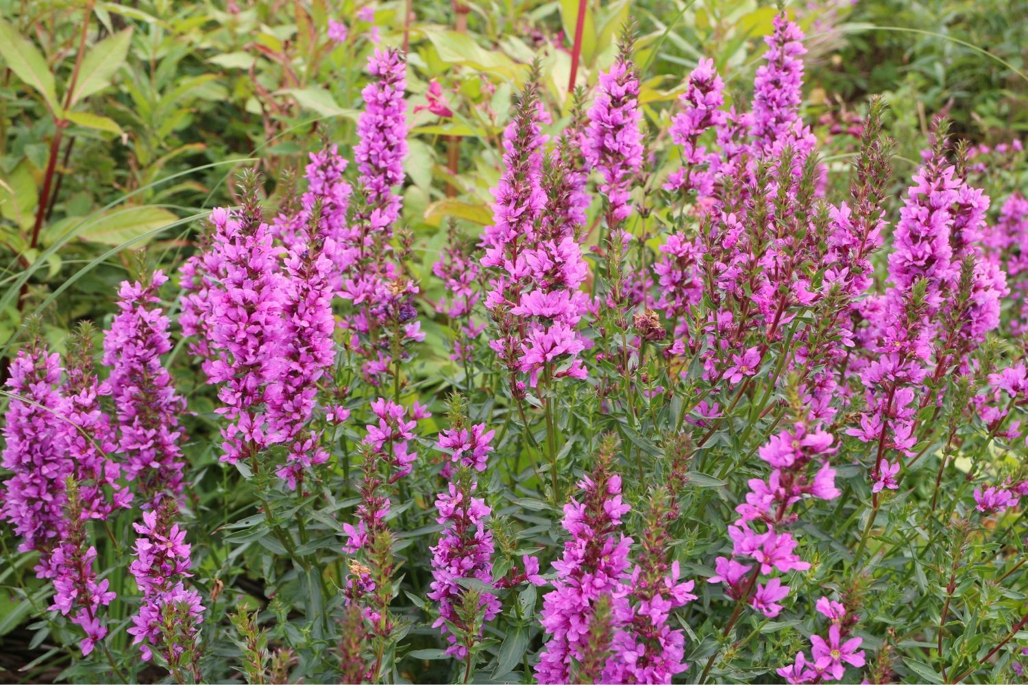 Lythrum salicaria 'Lady Sackville' Blut-Weiderich