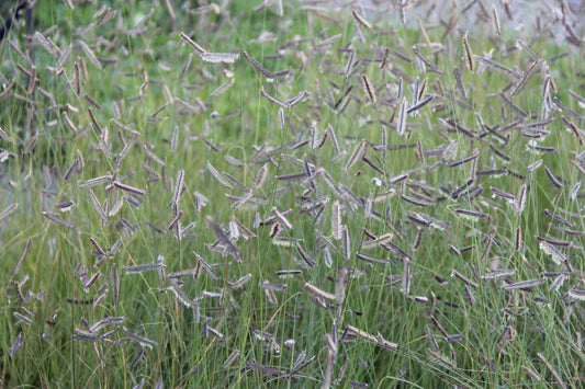 Bouteloua gracilis Schlankes Moskitogras