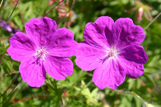 Geranium sanguineum 'Max Frei' Garten-Blut-Storchschnabel