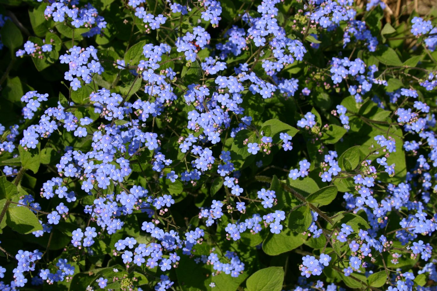 Brunnera macrophylla Kaukasusvergissmeinnicht