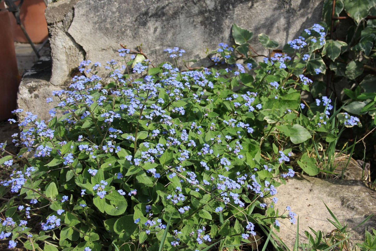 Brunnera macrophylla (Kaukasusvergissmeinnicht)