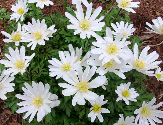 Anemone blanda 'White Splendor' Garten-Strahlen-Windröschen