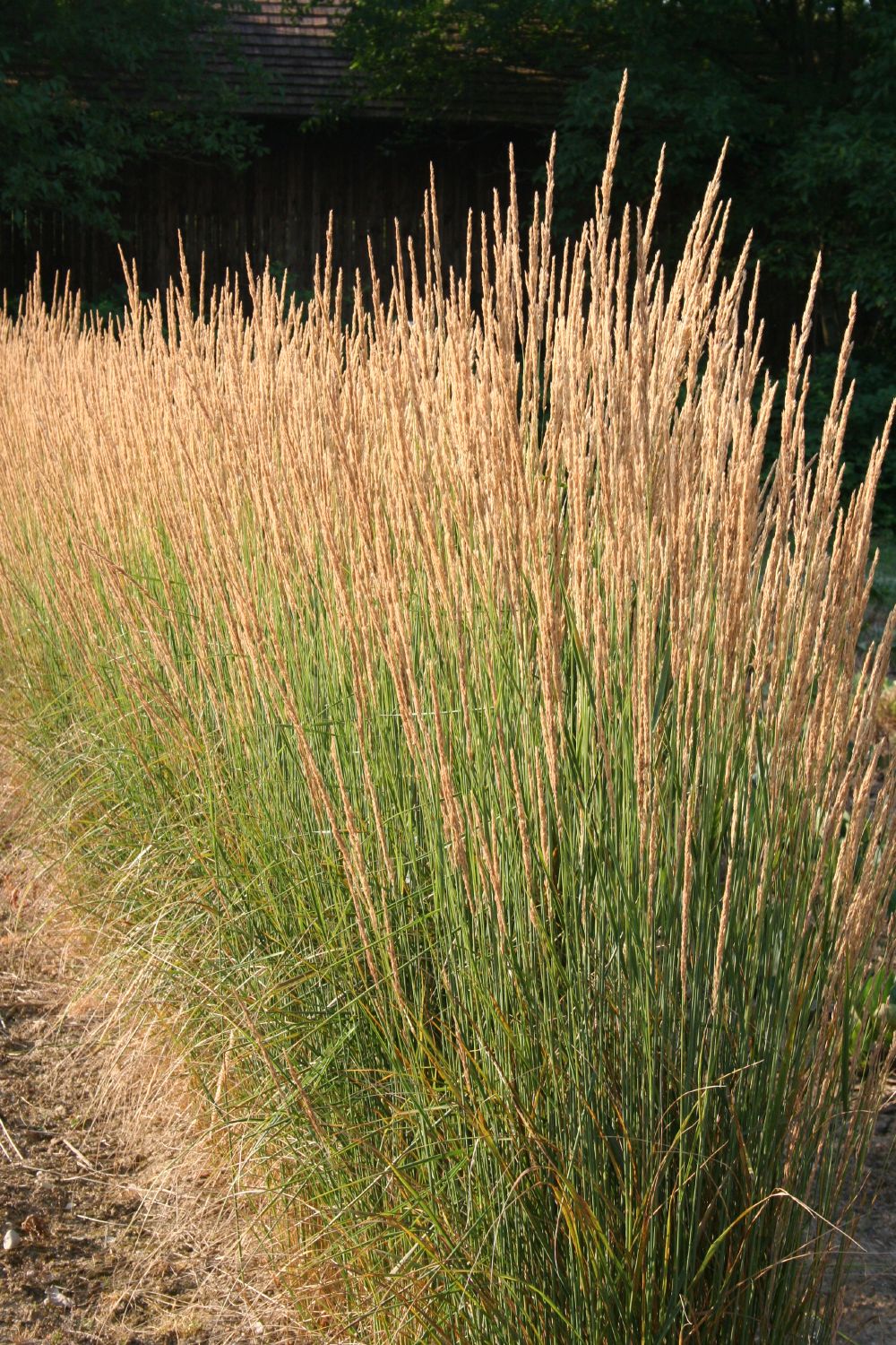 Calamagrostis x acutiflora 'Karl Foerster' (Sandrohr | Garten-Reitgras)