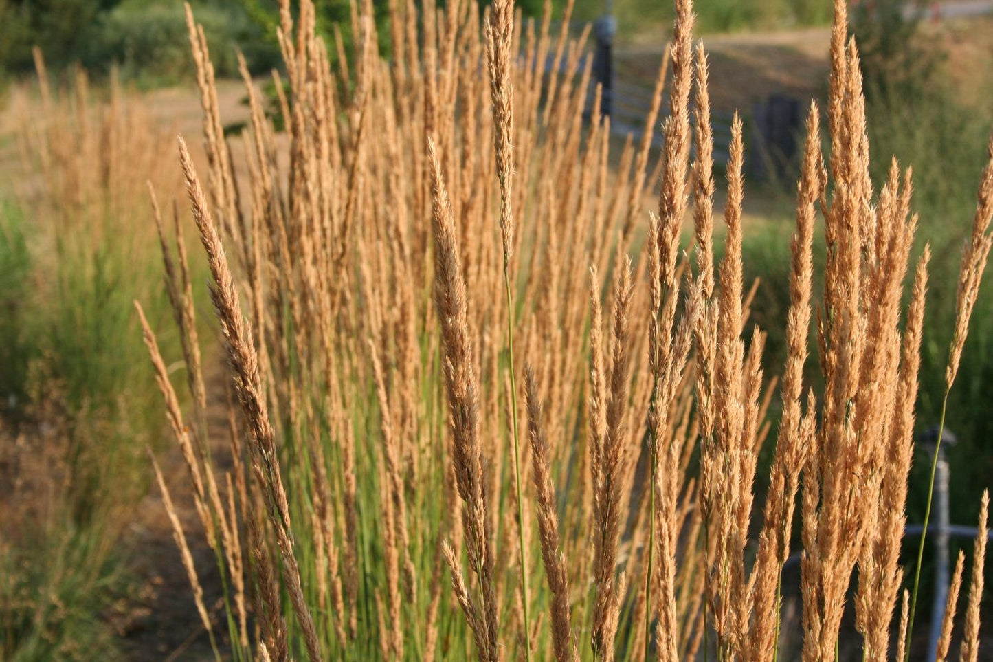 Calamagrostis x acutiflora 'Karl Foerster' (Sandrohr | Garten-Reitgras)