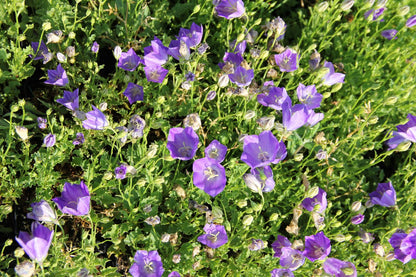 Campanula carpatica 'Blaue Clips' (Karpaten- Glockenblume)