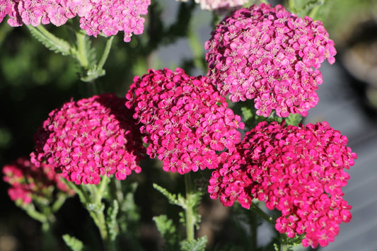 Achillea millefolium 'Saucy Seduction' (Schafgarbe)