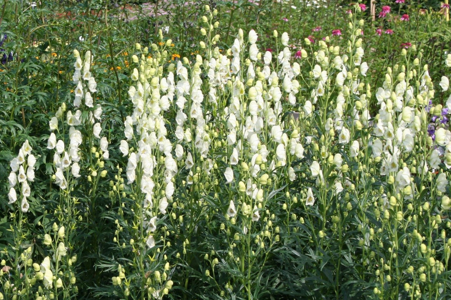 Brunnera-Paket 'Frosty' (Blatt- und Blütenschmuck in kühl-eleganten Tönen)