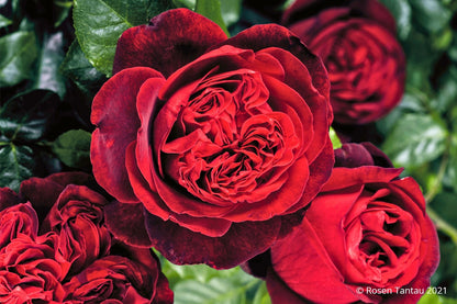 Rose 'Admiral' ® (Nostalgie®-Edelrose)