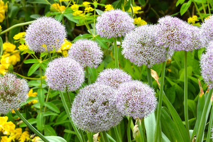 Allium 'Party Balloons' (Kugellauch)