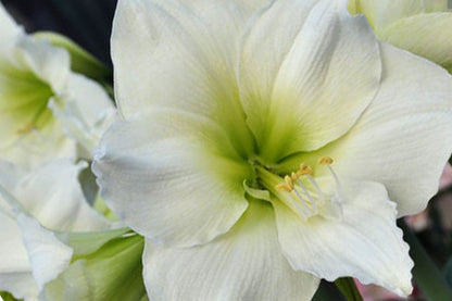 Hippeastrum weiß (Amaryllis | Ritterstern)