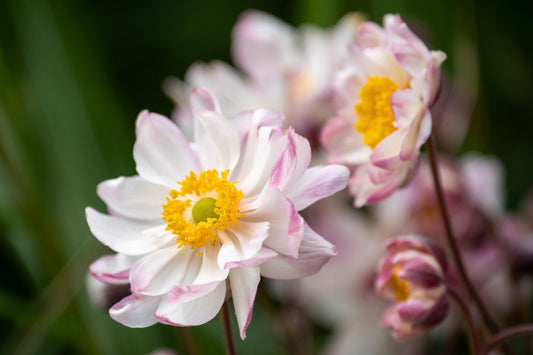 Anemone 'Garden Breeze Pink Touch' ® (Herbst-Anemone)