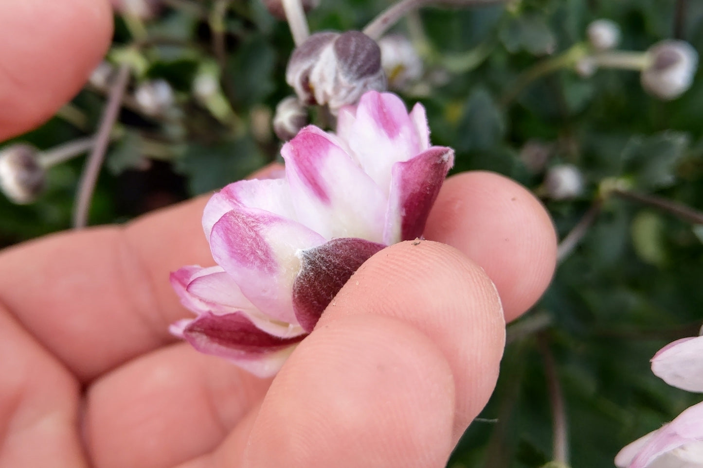 Anemone 'Garden Breeze Pink Touch' ® (Herbst-Anemone)