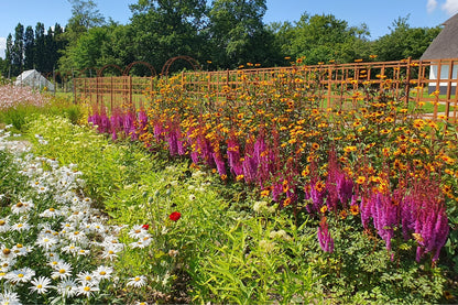 Astilbe chinensis var. taquetii 'Purpurlanze' (Lanzenspiere | Prachtspiere)