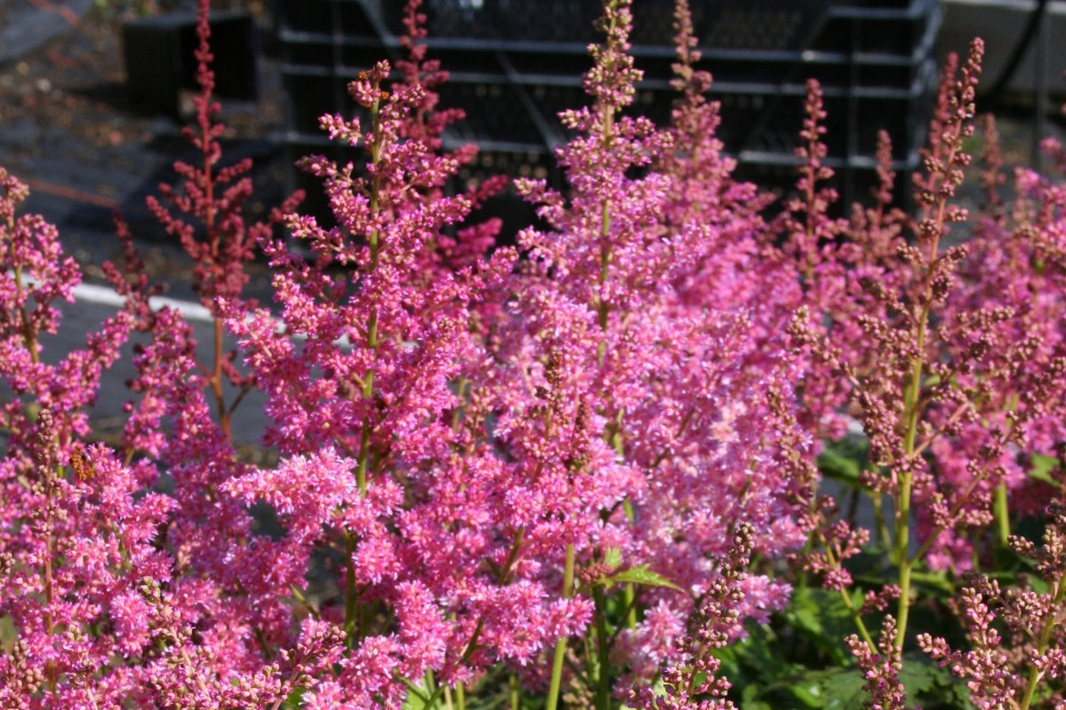 Astilbe x japonica 'Mainz' (Prachtspiere)