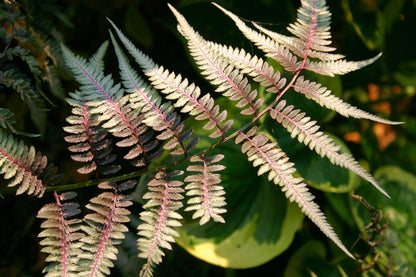 Athyrium nipponicum 'Metallicum' (Japanischer Regenbogenfarn)