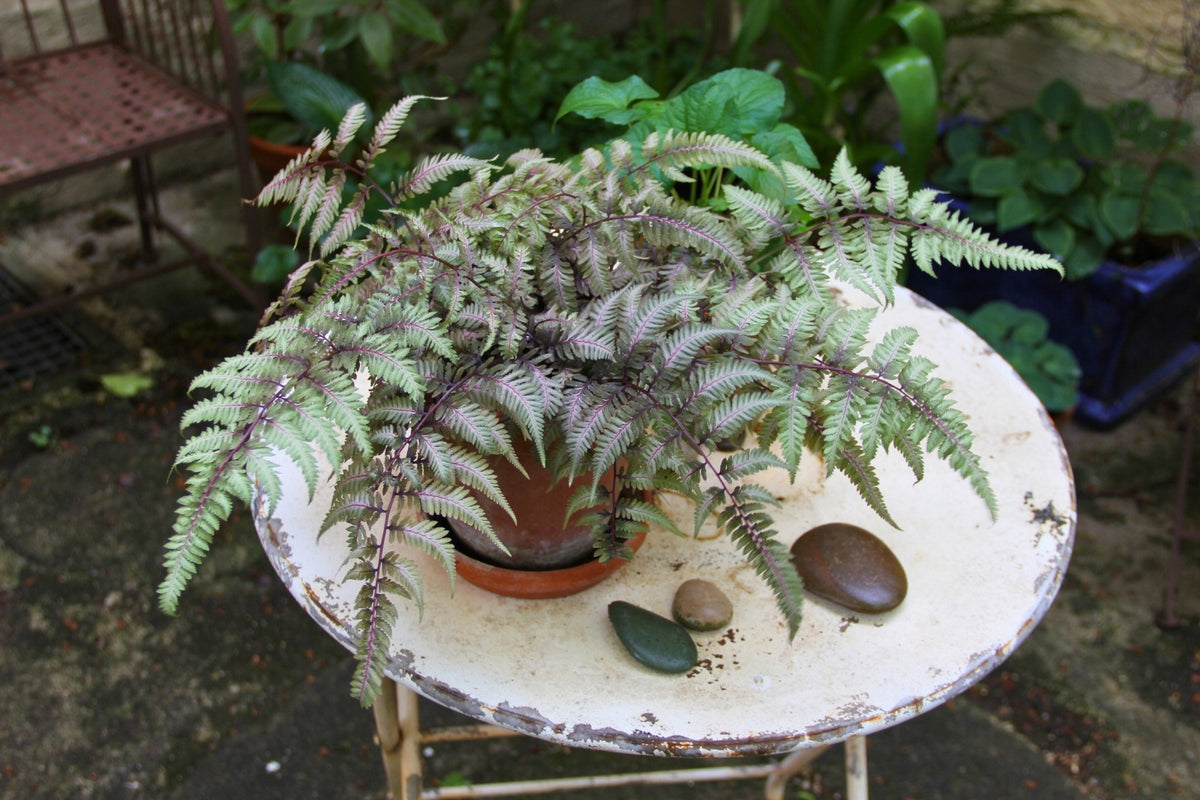 Athyrium nipponicum 'Metallicum' (Japanischer Regenbogenfarn) - P 0,5