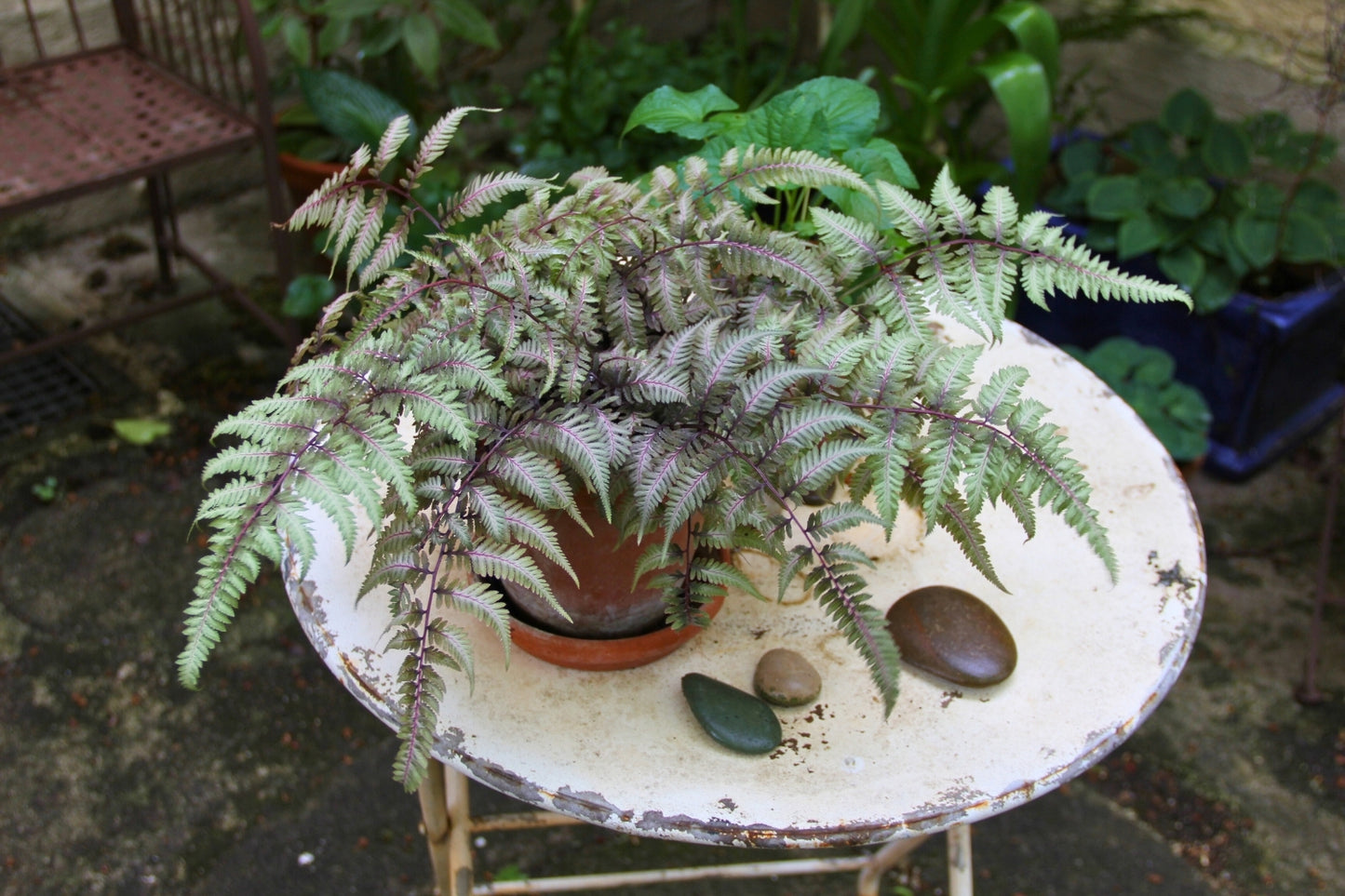 Athyrium nipponicum 'Metallicum' (Japanischer Regenbogenfarn)