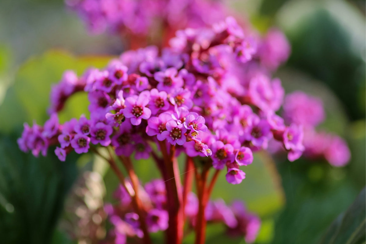 Bergenia cordifolia 'Rotblum' (Garten-Bergenie)