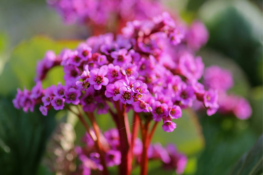 Bergenia cordifolia 'Rotblum' (Garten-Bergenie)