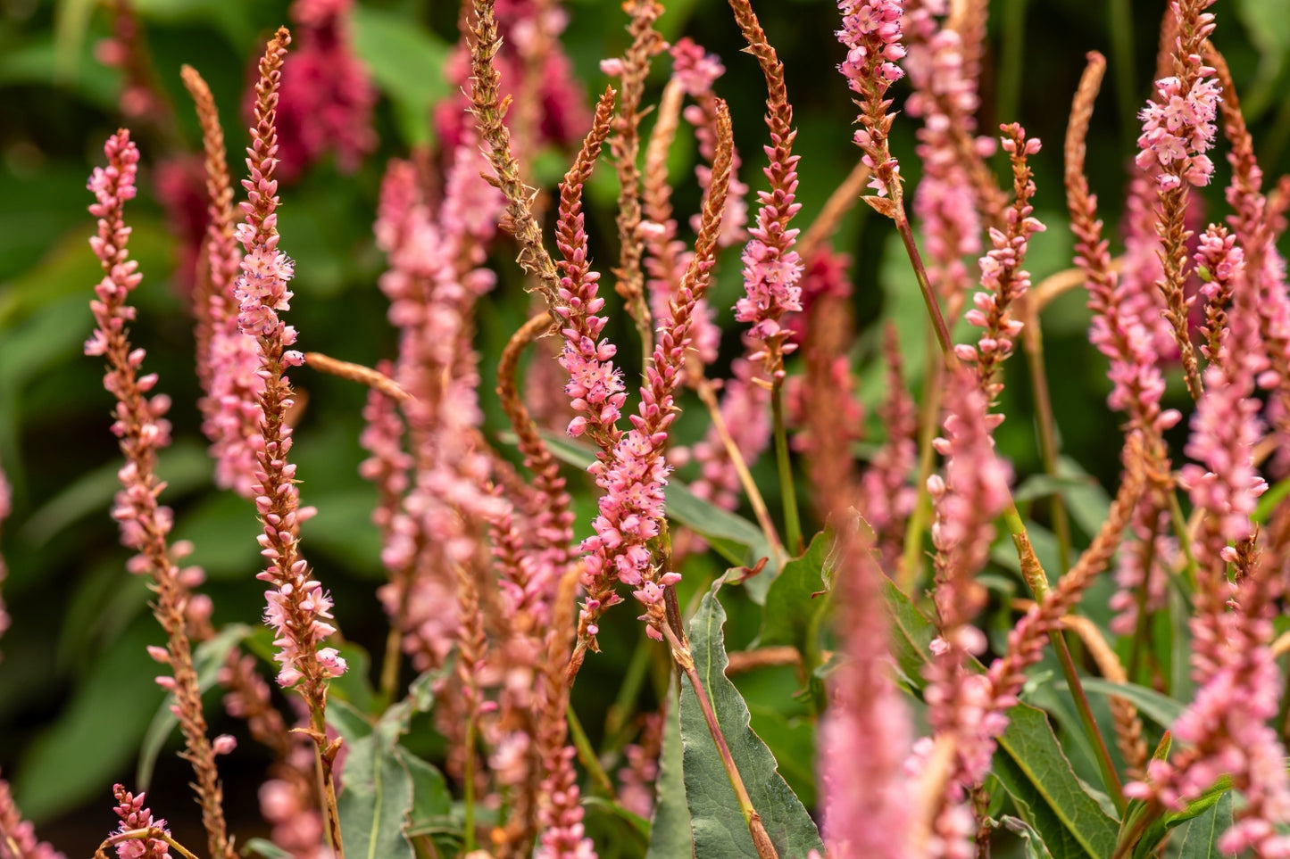 Bistorta amplexicaulis 'Pink Elephant' (Kerzenknöterich)