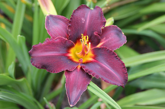 Hemerocallis 'Blacky' (Großblumige Taglilie)