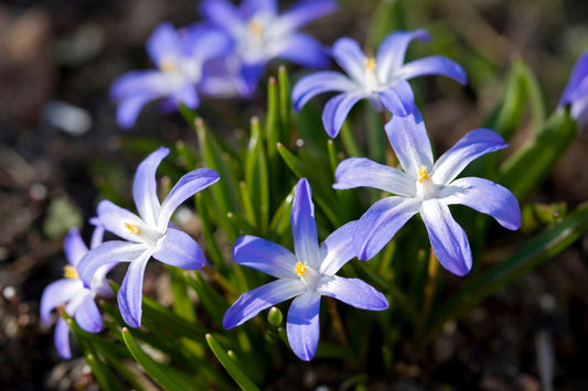 Chionodoxa forbesii (Sternhyazinthe  I  Schneeglanz)