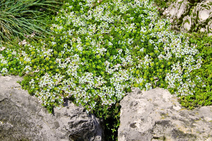 Eleganter Thymian-Teppich (Der blütenreiche Rasenersatz)